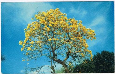 Postcard Brazilian Golden Shower Tree Fairchild Tropical Gardens Miami Florida