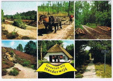 Holland Netherlands Postcard Harderwijk Horses Landscapes