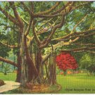 Postcard Giant Banyan Tree In Tropical Florida