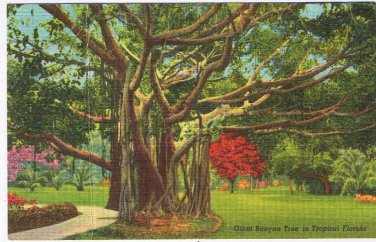 Postcard Giant Banyan Tree In Tropical Florida