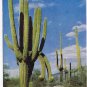 Arizona Postcard Saguarro Giant Cactus
