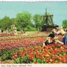 Michigan Postcard Holland Famous Nellis Tulip Farm