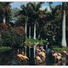 Florida Postcard Pink Flamingos Sarasota Jungle Gardens Curteich FK 71