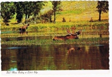 Animal Postcard Bull Moose Feeding at Lake's Edge