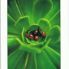 Nature Postcard Ladybugs In Green Plant