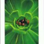 Nature Postcard Ladybugs In Green Plant
