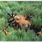 Animal Postcard Western Antelope Family