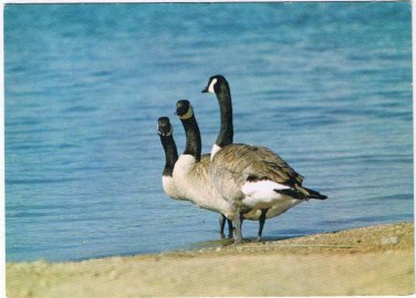 Animal Postcard Three Canada Geese Lake
