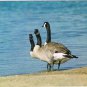 Animal Postcard Three Canada Geese Lake