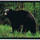 Postcard Big Black Bear Montana's Forests
