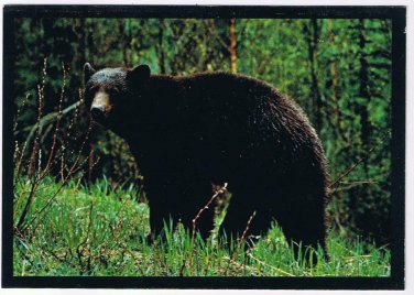 Postcard Big Black Bear Montana's Forests