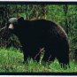 Postcard Big Black Bear Montana's Forests