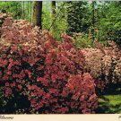 Nature Postcard Azalea Blossoms New York To Georgia