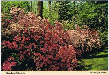 Nature Postcard Azalea Blossoms New York To Georgia
