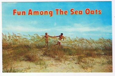 Florida Postcard Sea Oats Fun