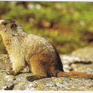 Animal Postcard Hoary Marlot North American Wildlife