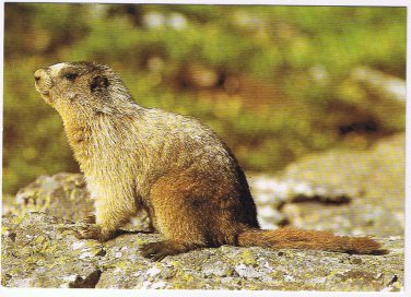 Animal Postcard Hoary Marlot North American Wildlife