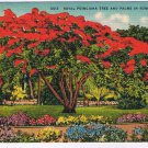 Postcard Royal Poinciana Tree & Palms In Sunny Florida