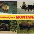 Postcard Greetings From Montana Multi Moose Caribou Black Bear