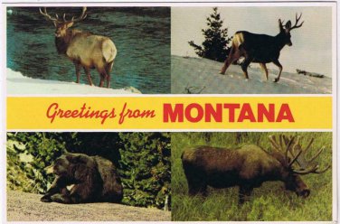Postcard Greetings From Montana Multi Moose Caribou Black Bear