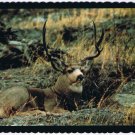Postcard Massive Muley Buck Rocky Mountains