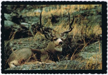 Postcard Massive Muley Buck Rocky Mountains