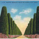 Florida Postcard Beautiful Australian Pines In The Sunshine State