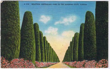 Florida Postcard Beautiful Australian Pines In The Sunshine State