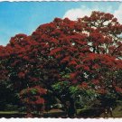 Bermuda Postcard The Royal Poinciana Tree
