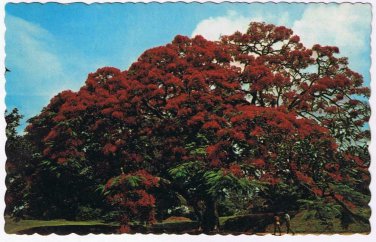 Bermuda Postcard The Royal Poinciana Tree