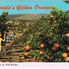 Postcard Picking Oranges In Florida