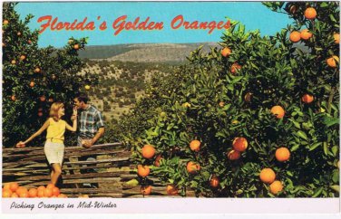 Postcard Picking Oranges In Florida