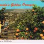Postcard Picking Oranges In Florida