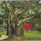 Postcard Giant Banyan Tree In Tropical Florida B