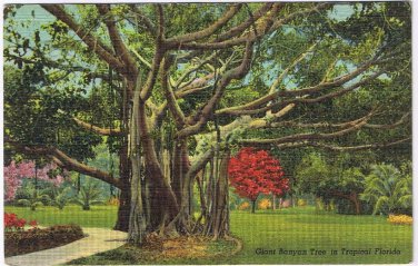 Postcard Giant Banyan Tree In Tropical Florida B