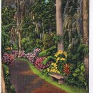Postcard Main Trail Through Cypress Gardens In Sunny Florida