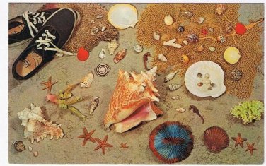 Nature Postcard Shell Collection With Shoes