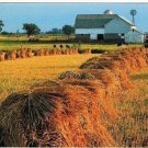 Amish Farmland Postcard Pennsylvania Hay Bundles