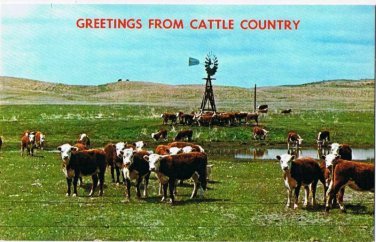Nebraska Postcard Greetings From Cattle Country Windmill