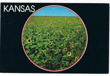 Kansas Postcard The Sunflower State
