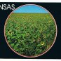 Kansas Postcard The Sunflower State