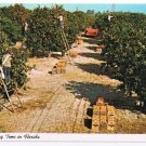 Florida Postcard Orange Picking Time in Florida Curteich 1-DK667 1961Ladders
