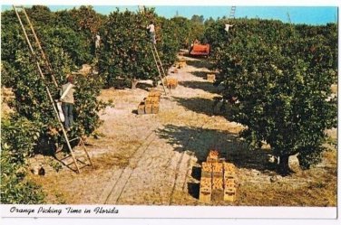 Florida Postcard Orange Picking Time in Florida Curteich 1-DK667 1961Ladders