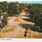 Florida Postcard Orange Picking Time in Florida Curteich 1-DK667 1961Ladders