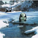 Postcard Animal Giant Panda Bear China