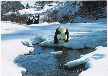 Postcard Animal Giant Panda Bear China