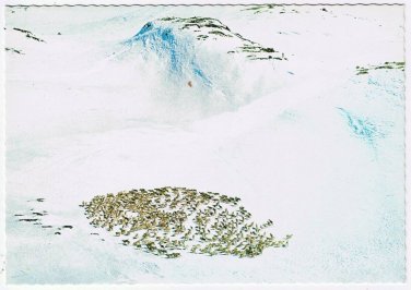 Postcard Norge Norway Reindeer In The Mountain
