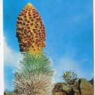 Postcard Haleakala Silversword Haleakala National Park & Volcano Hawaii