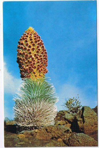 Postcard Haleakala Silversword Haleakala National Park & Volcano Hawaii