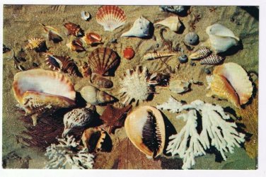 Nature Postcard Shells From The Coasts Of Florida